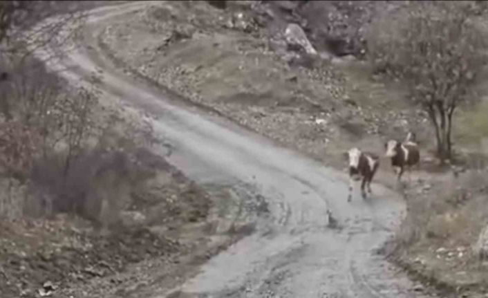 Elazığlı besicinin inekleri ile olan dostluğu gülümsetti: