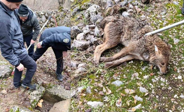 Erzincan’da yaralı kurt kurtarıldı