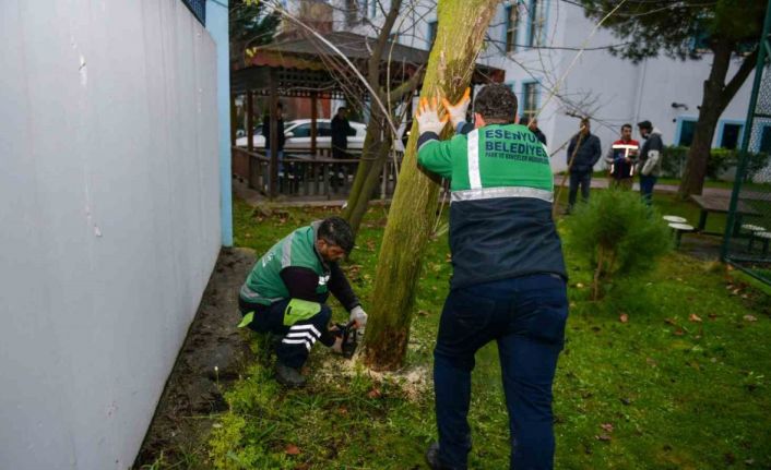 Esenyurt’ta teke böceğine karşı etkin mücadele