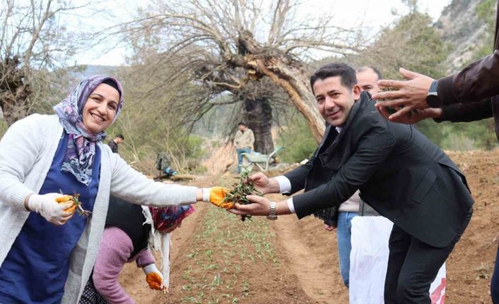 Feke’de sahlep fidanları toprakla buluştu