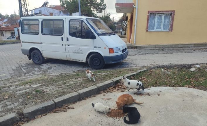 Gediz’de sokak hayvanlarına mama desteği