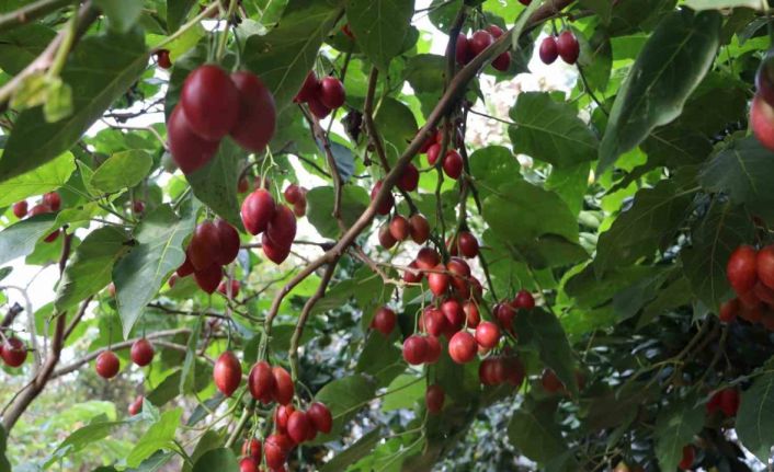 Güney Amerikalı ‘Tamarillo’ Rize’de ‘Ağaç domatesi’ oldu