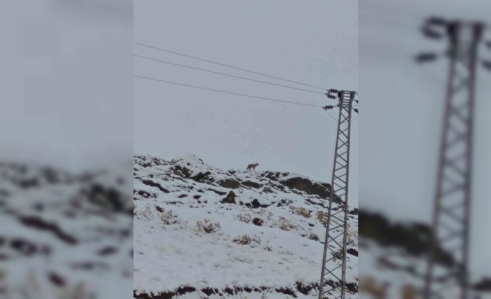 Hakkari’de gündüz vakti kurt görüntülendi