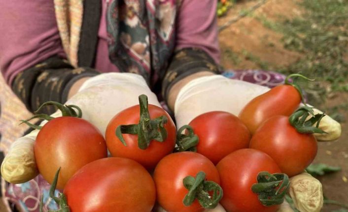 Halde işlem gören domates miktarı düştü, fiyat arttı