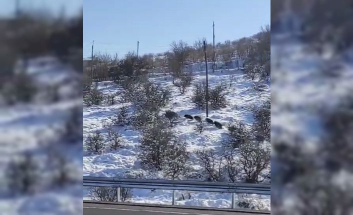 Harput’ta domuz sürüsü görüldü