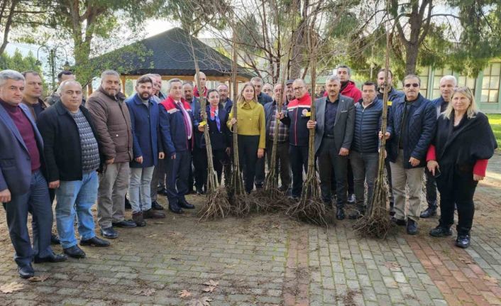 Hastalıklara dayanıklı kestane fidanları Nazillili üreticilere de dağıtıldı