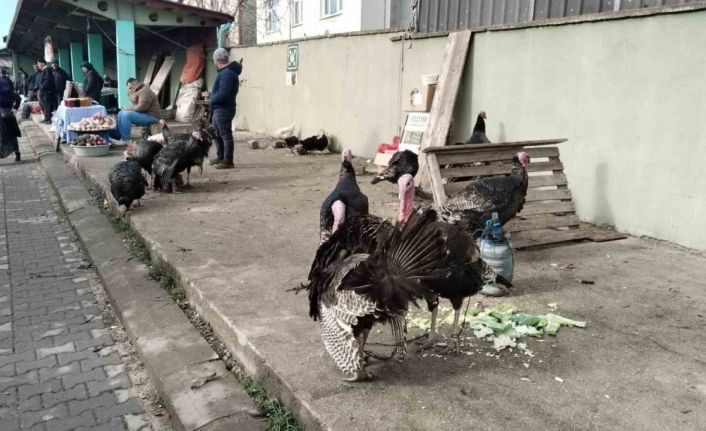 Hindi eti, demir ve protein açısından zengin