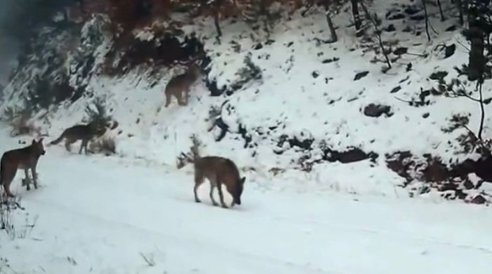 Ilgaz Dağı’ndaki yaban hayatı fotokapanla görüntülendi