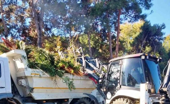 İlkadım’da ağaçlara estetik müdahale