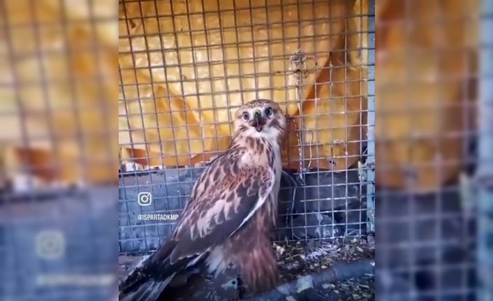 Isparta’da yaralı halde bulunan kızıl şahin tedavi edilip doğaya salındı