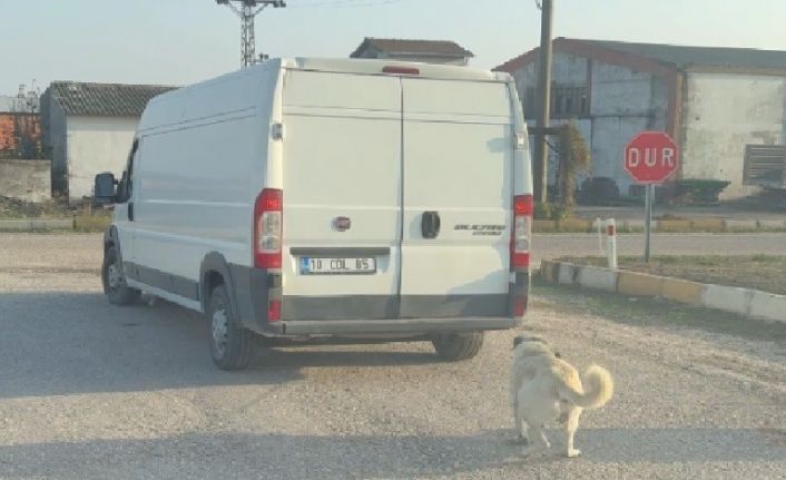 Kamyonetin arkasına bağlanarak sürüklenen köpek kurtarıldı, şahıslara cezai işlem uygulandı