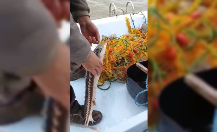 Karabigalı balıkçı nesli tükenmekte olan Mersin Balığı yakaladı