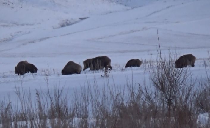 Kars’ta domuz sürüsü ve kurtlar aynı karede