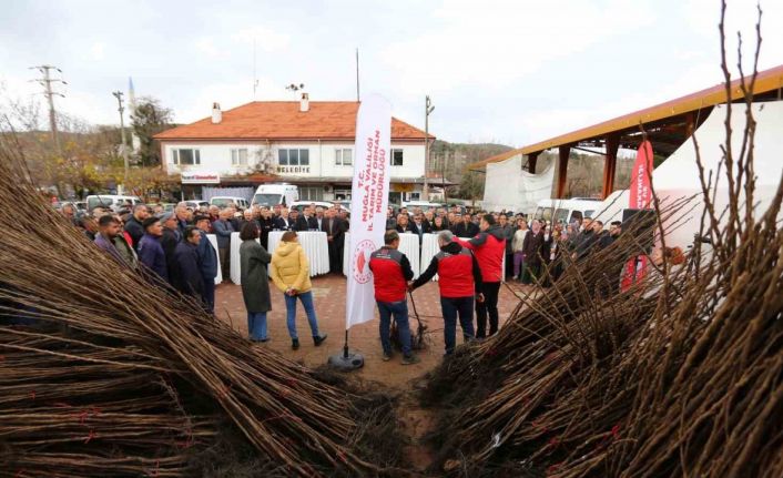 Kavaklıdere’de Cennet Elması fidanı dağıtımı