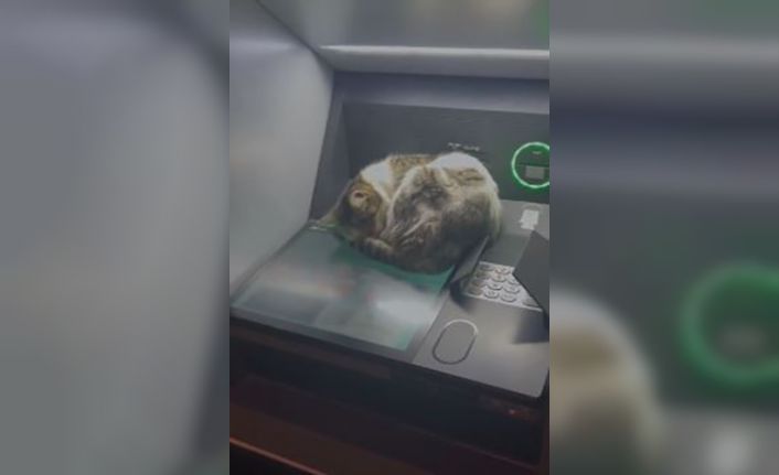 Kedi ATM’de uyudu, vatandaşlar rahatsız etmemek için başka ATM’ye yöneldi