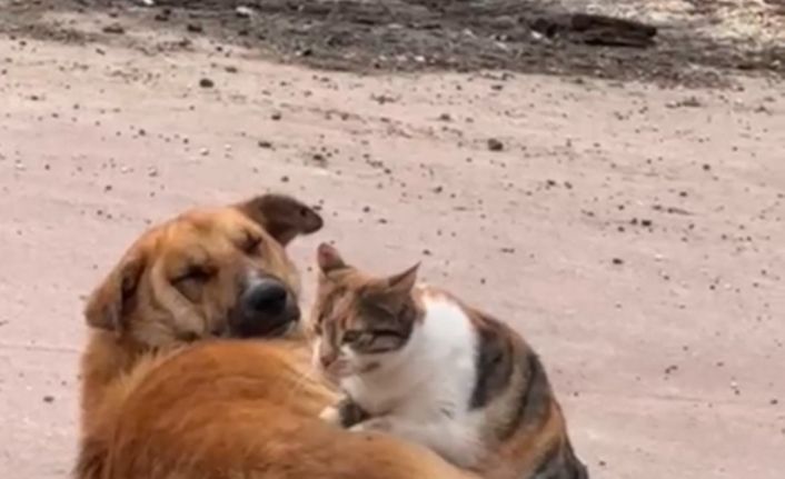 Kedi ile köpeğin sevimli dostluğu kameraya yansıdı