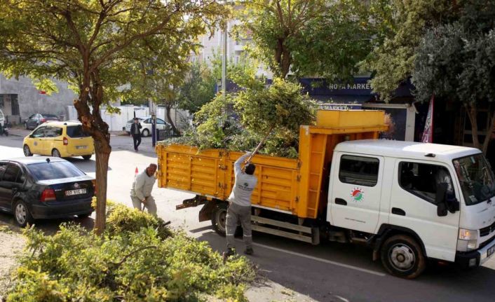 Kepez’de ağaçları kış ve bahar mevsimine hazırlanıyor