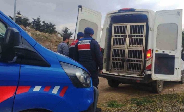 Kırıkkale’de dövüştürülen köpekler kurtarıldı, sorumlulara para cezası uygulandı