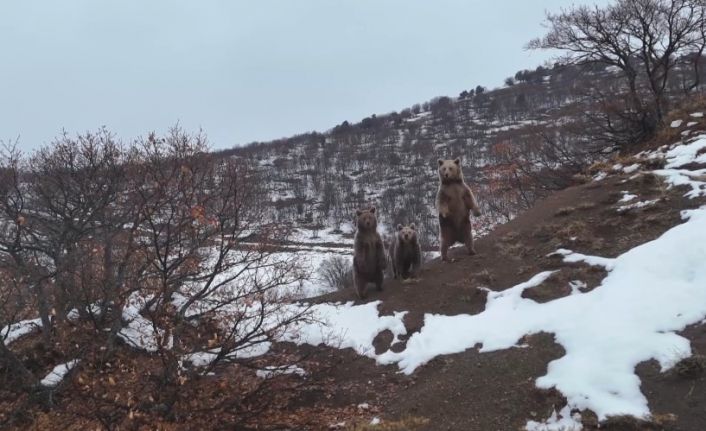 Kış uykusuna yatmayan ayı ailesi, fotoğrafçıya poz verdi