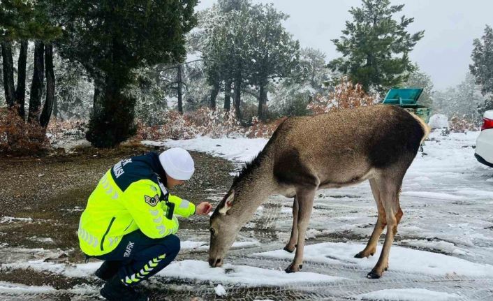 Kızıl geyikten jandarmaya sürpriz ziyaret