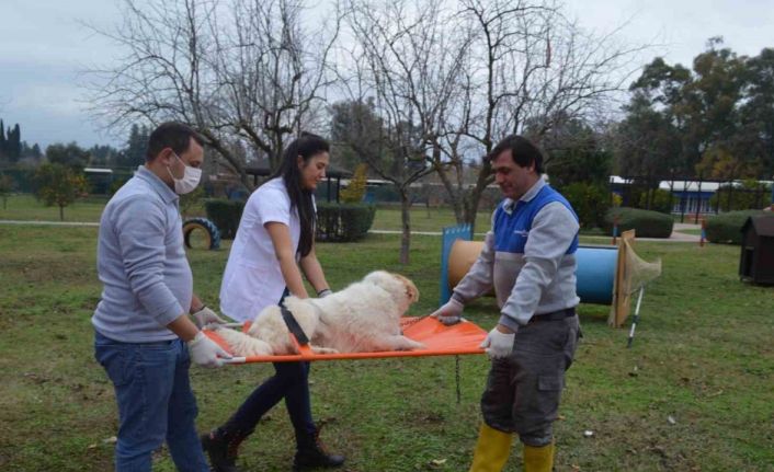 Konyaaltı Belediyesi’nden hayvan bakım ve hijyen eğitimi