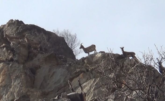 Koruma altındaki yaban keçileri, Tunceli’de görüntülendi