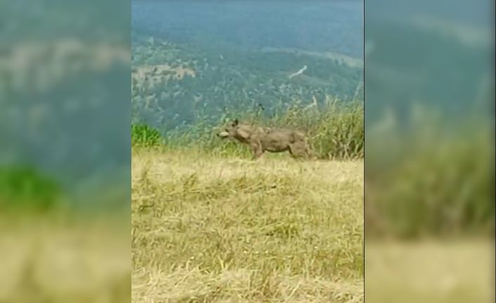 Köylülerin ’Canavar’ dediği iri kurt kameralara yakalandı