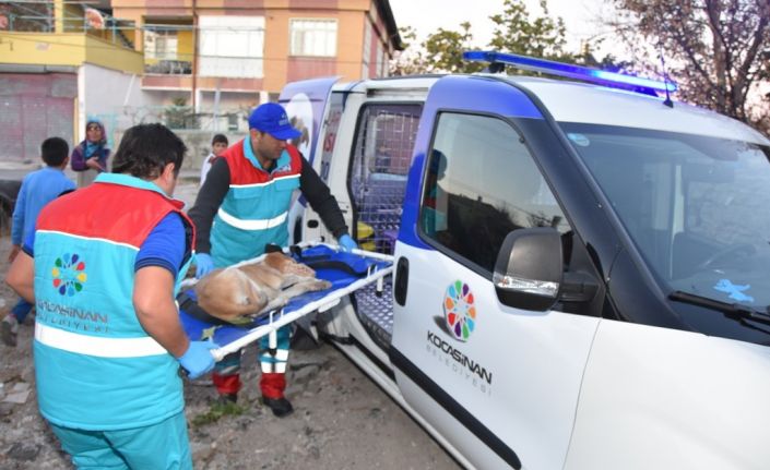 Küçük Dostlar Ambulansı ile 8 bin 753 can kurtarıldı