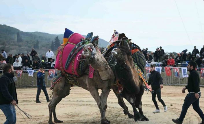 Kuşadası’nda deve güreşi festivali renkli görüntülere sahne oldu