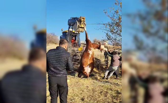 Kuyuya düşen inek kurtarıldı