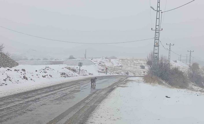 Malatya’da nesli tükenmekte olan vaşak görüldü