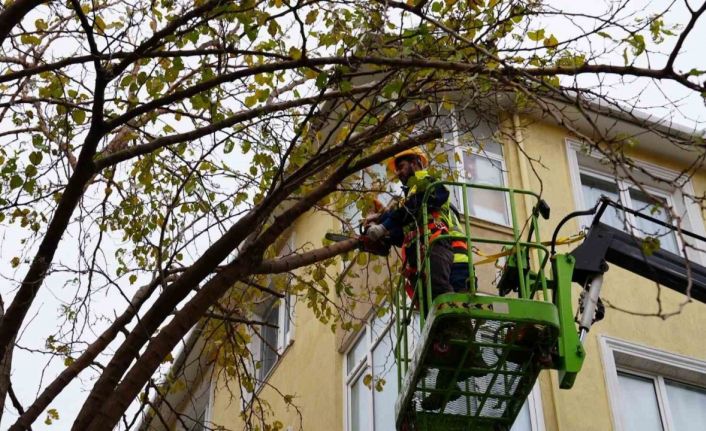 Maltepe’de ağaçların budanmasına başlandı