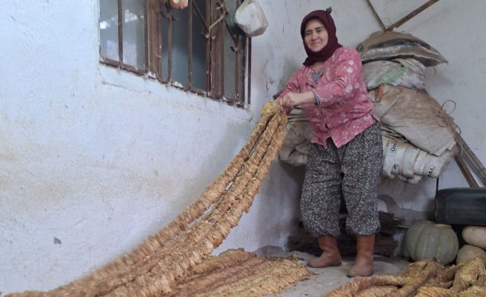 Manisalı kadın üretici organik tütün yetiştirmeye devam ediyor