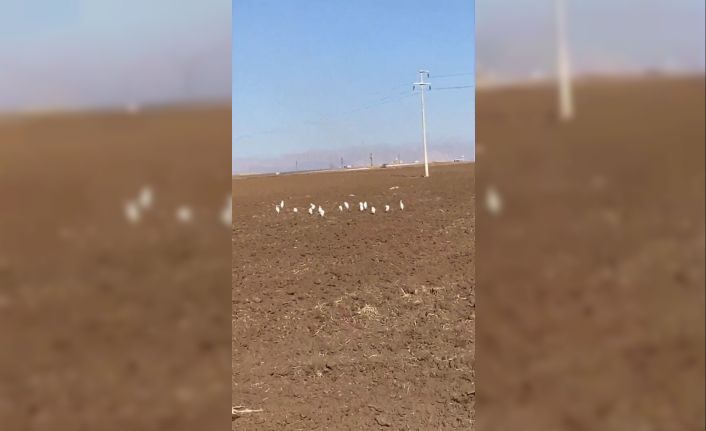 Mardin’de akbalıkçıl kuşları erken görüldü