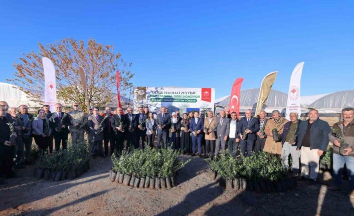 Mardin’de çiftçilere 19 bin 480 zeytin fidanı dağıtıldı