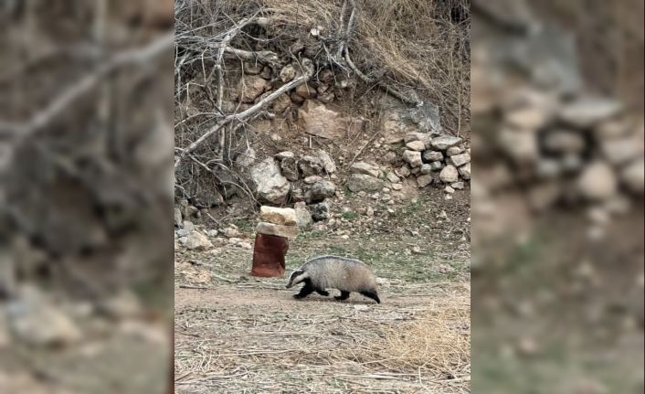 Mardin’de nesli tehdit altında olan porsuk görüldü