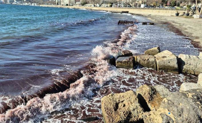 Marmara Denizi’nde kızıl yosun akıntısı sürüyor