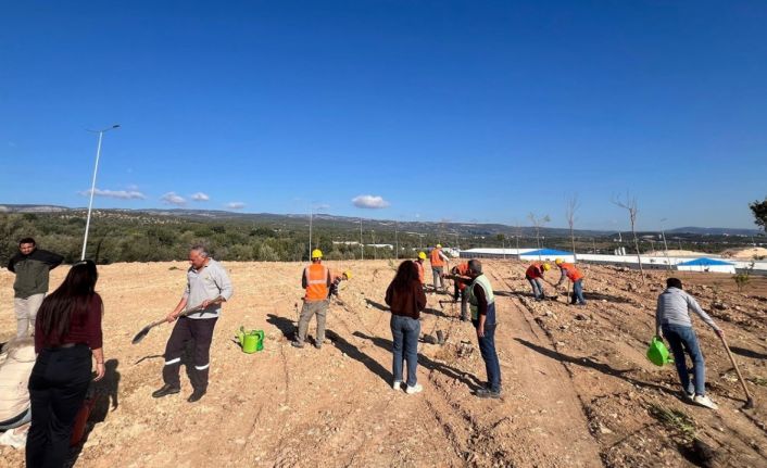 Mersin’de otoban yol kenarları ağaçlandırılıyor