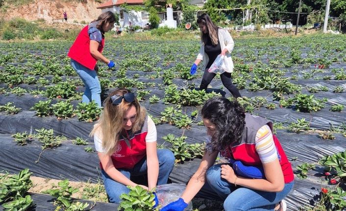 Muğla’da pestisit denetimleriyle sağlık ve çevre güvencesi