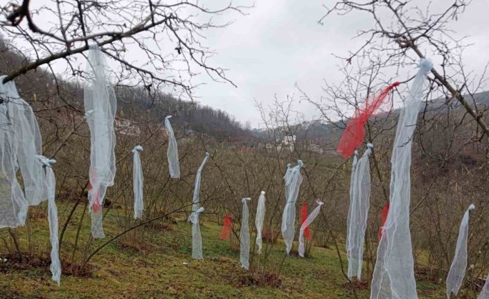 ‘Müslüman çam ağacı süsleme’ deyip, fındık bahçesini süsledi