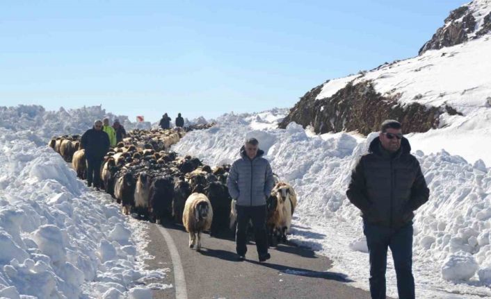 Muş’ta 2 bin koyun mahsur kaldı