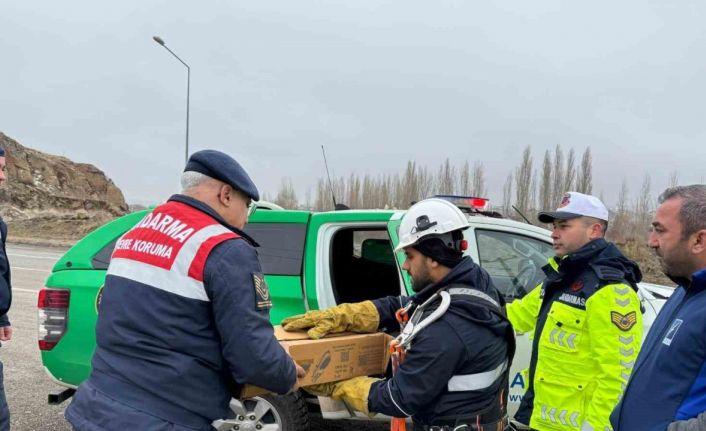 Muş’ta elektrik tellerine sıkışan puhu kuşu kurtarıldı