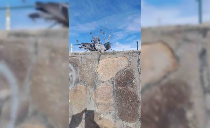 Muş’taki Göletli Park’ta bir güvercin donarak öldü
