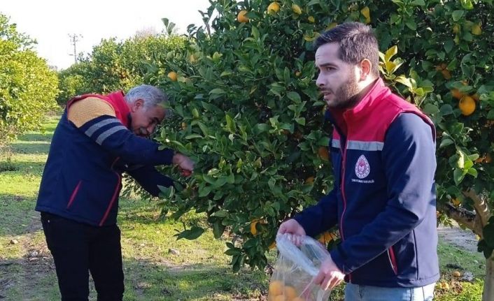 Narenciyede numune alımları sürüyor