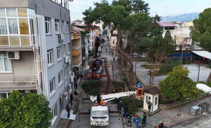 Nazilli’de tehlike oluşturan çam ağacı kaldırıldı