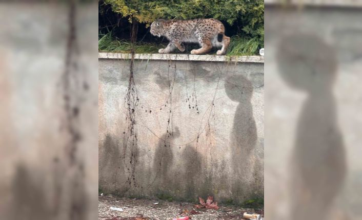 Nesli tükenmekte olan vaşak, şehre indi