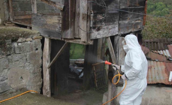 Ordu’da kahverengi kokarcaya karşı 70 binden fazla kışlak ilaçlandı