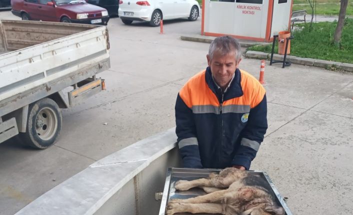 Otomobilin çarptığı köpeği belediye çalışanları kurtardı
