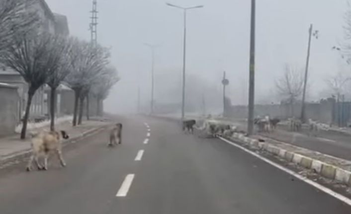 Patnos’ta başıboş köpekler tehlike saçıyor