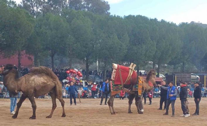 Pehlivan develer Köşk arenasında kozlarını paylaaştı